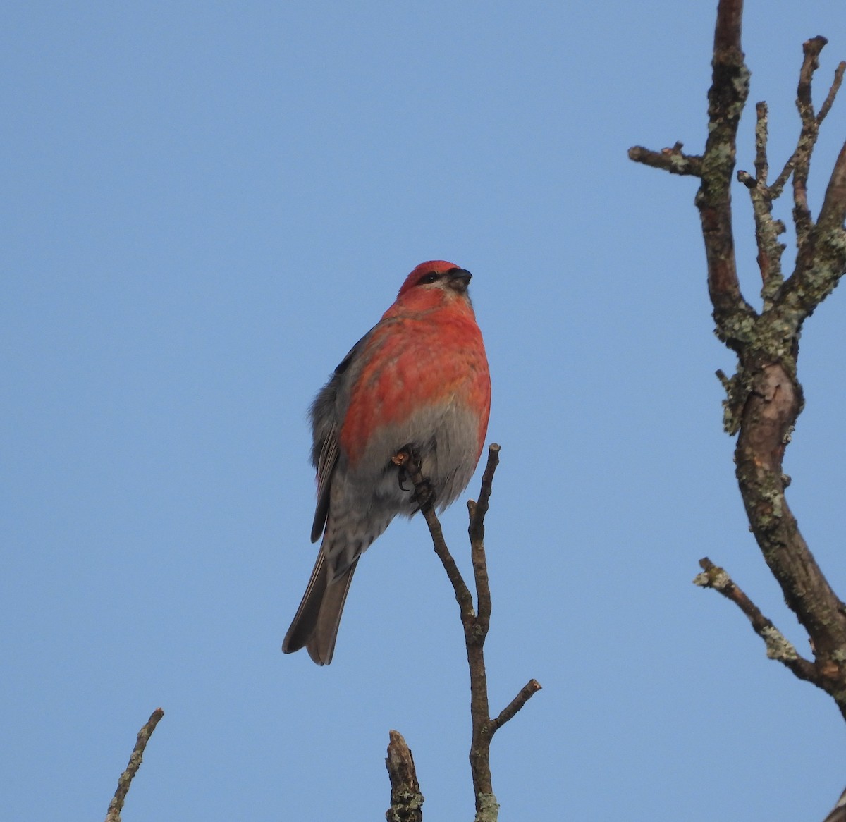 ギンザンマシコ - ML648512052