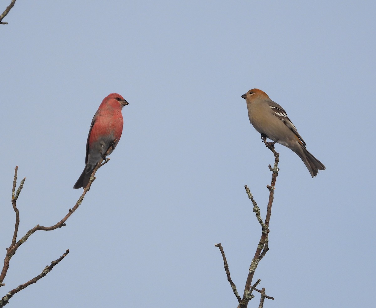 ギンザンマシコ - ML648512063