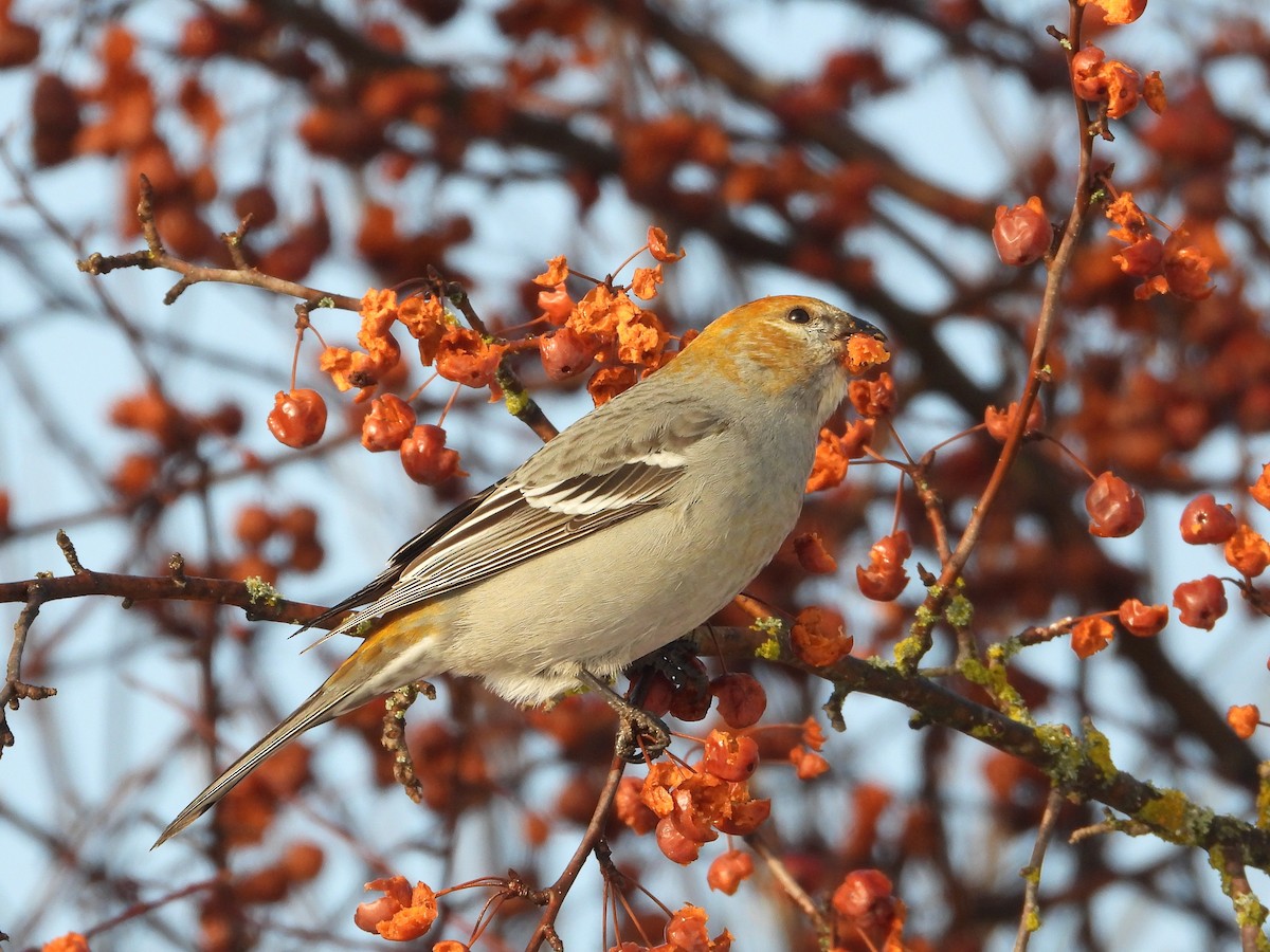 ギンザンマシコ - ML648512073