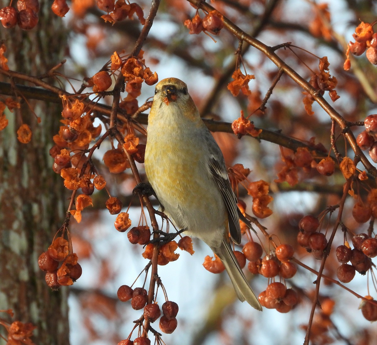 ギンザンマシコ - ML648512077