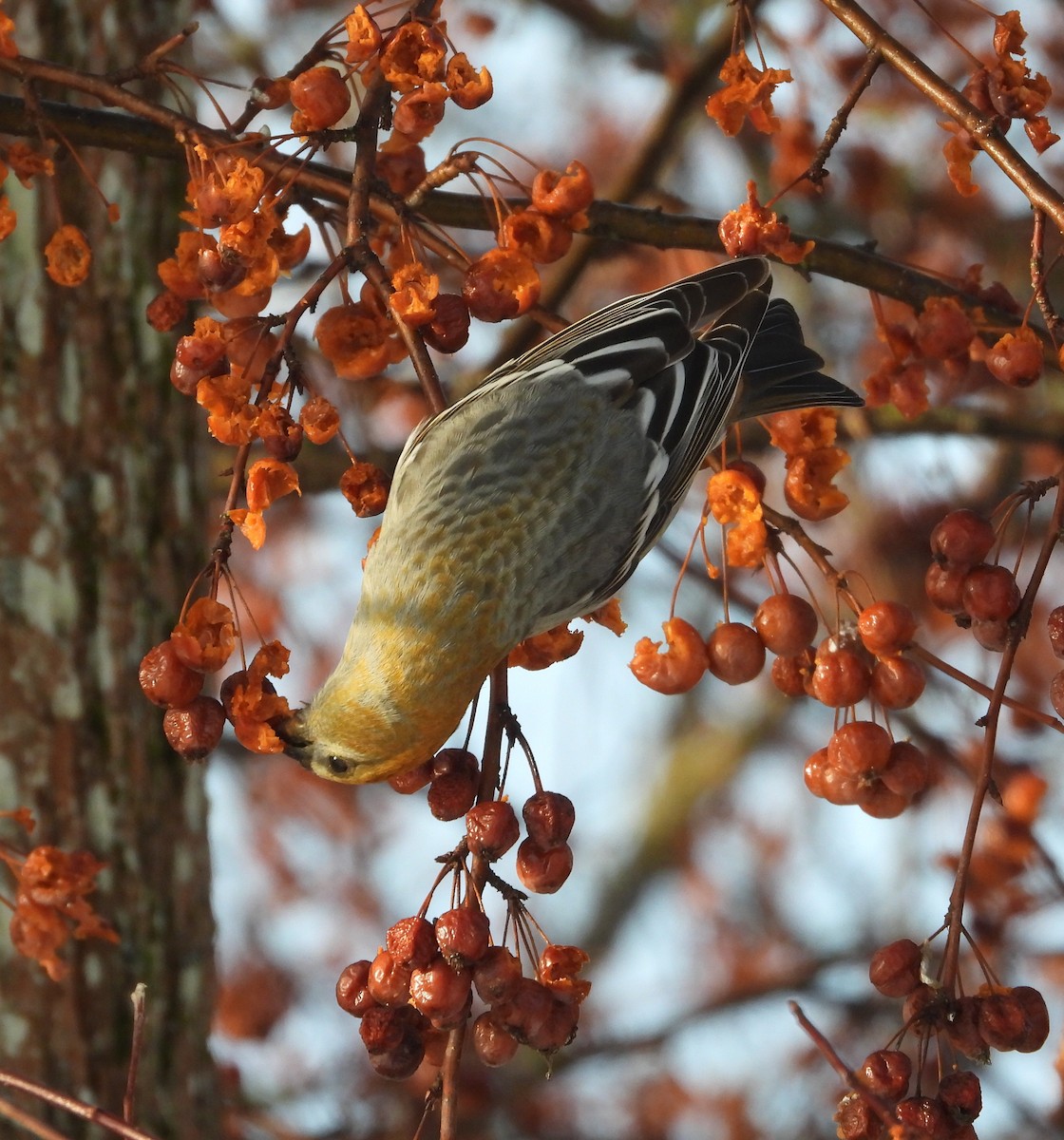 ギンザンマシコ - ML648512087