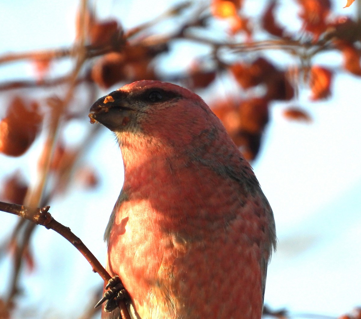 ギンザンマシコ - ML648512090