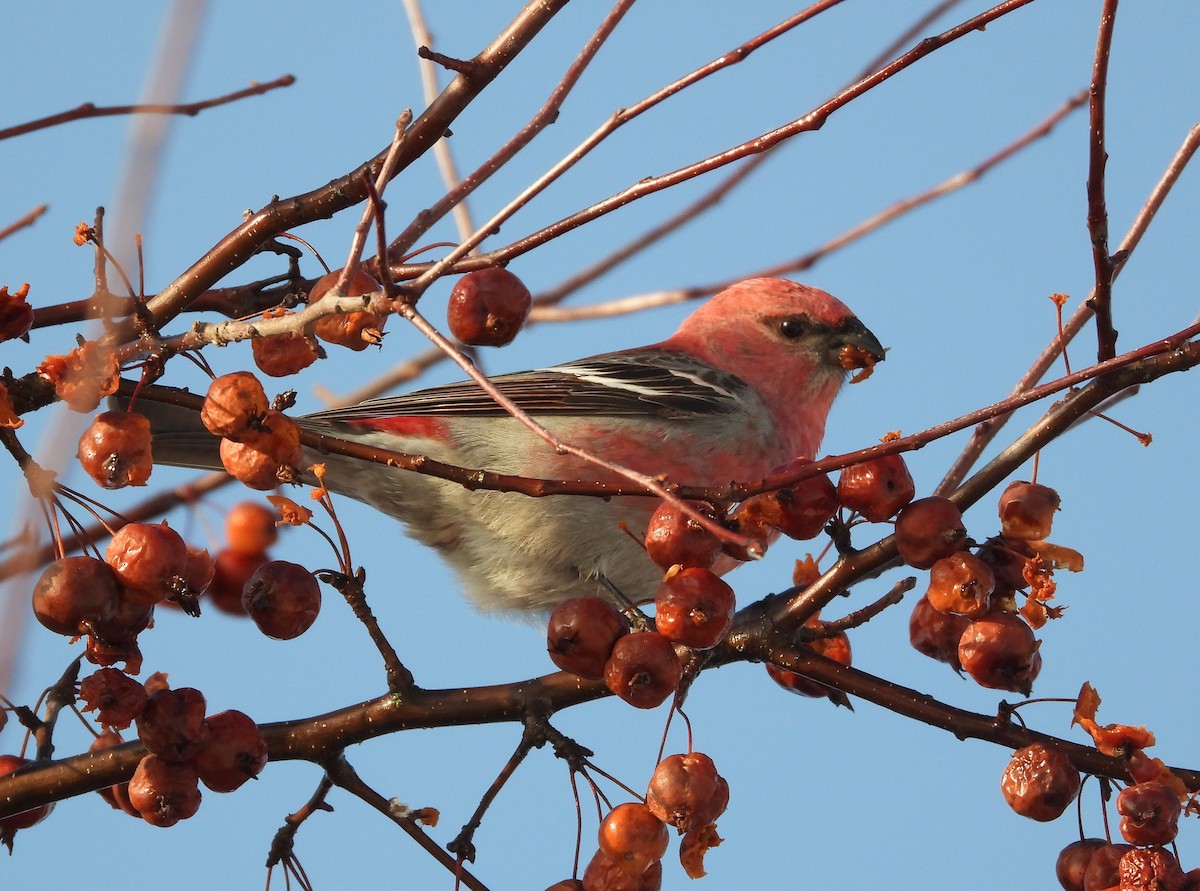 ギンザンマシコ - ML648512093