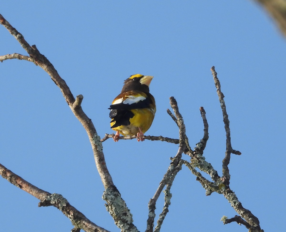 キビタイシメ - ML648512109