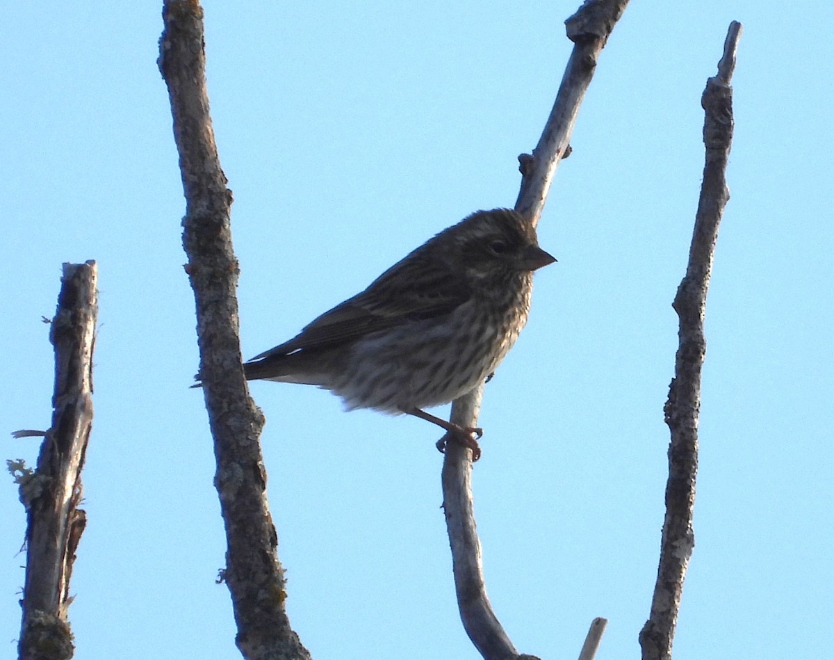 ズアカマシコ - ML648512144