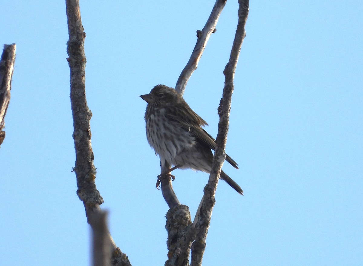 ズアカマシコ - ML648512154