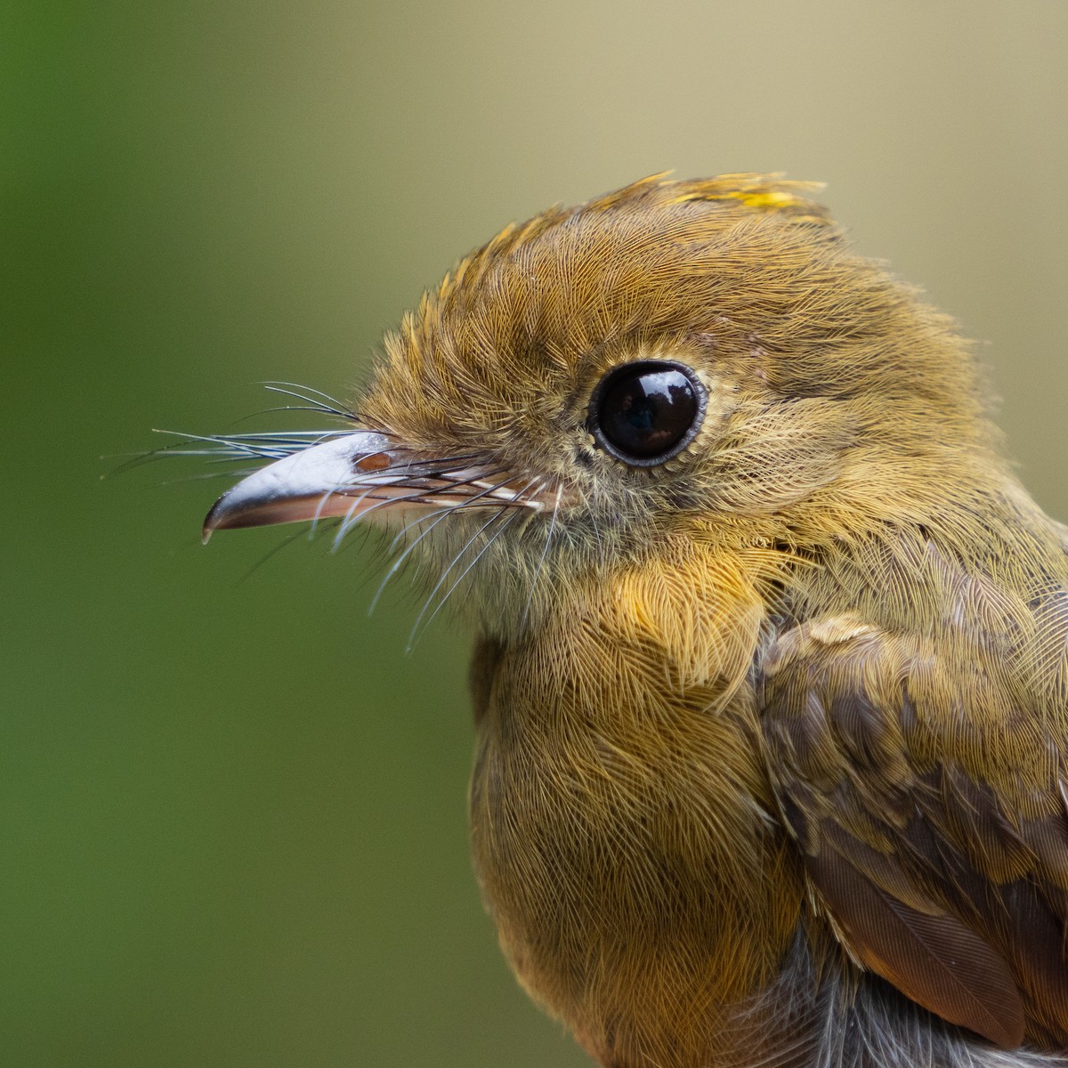 Olive-striped Flycatcher - ML648512639