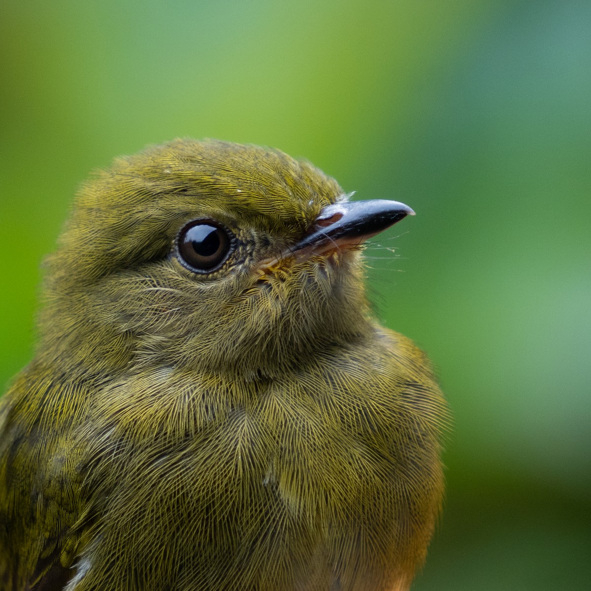 Club-winged Manakin - ML648512721