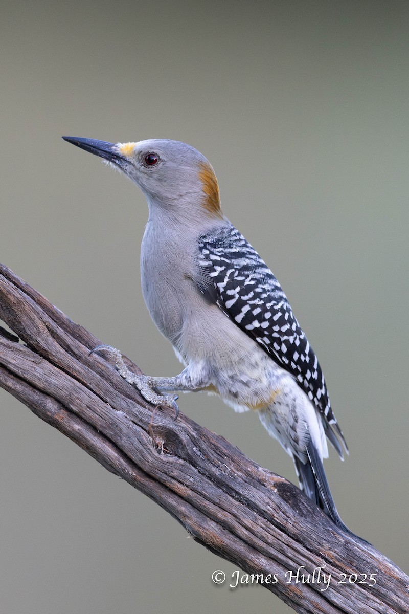 Златолобый дятел - ML648512763