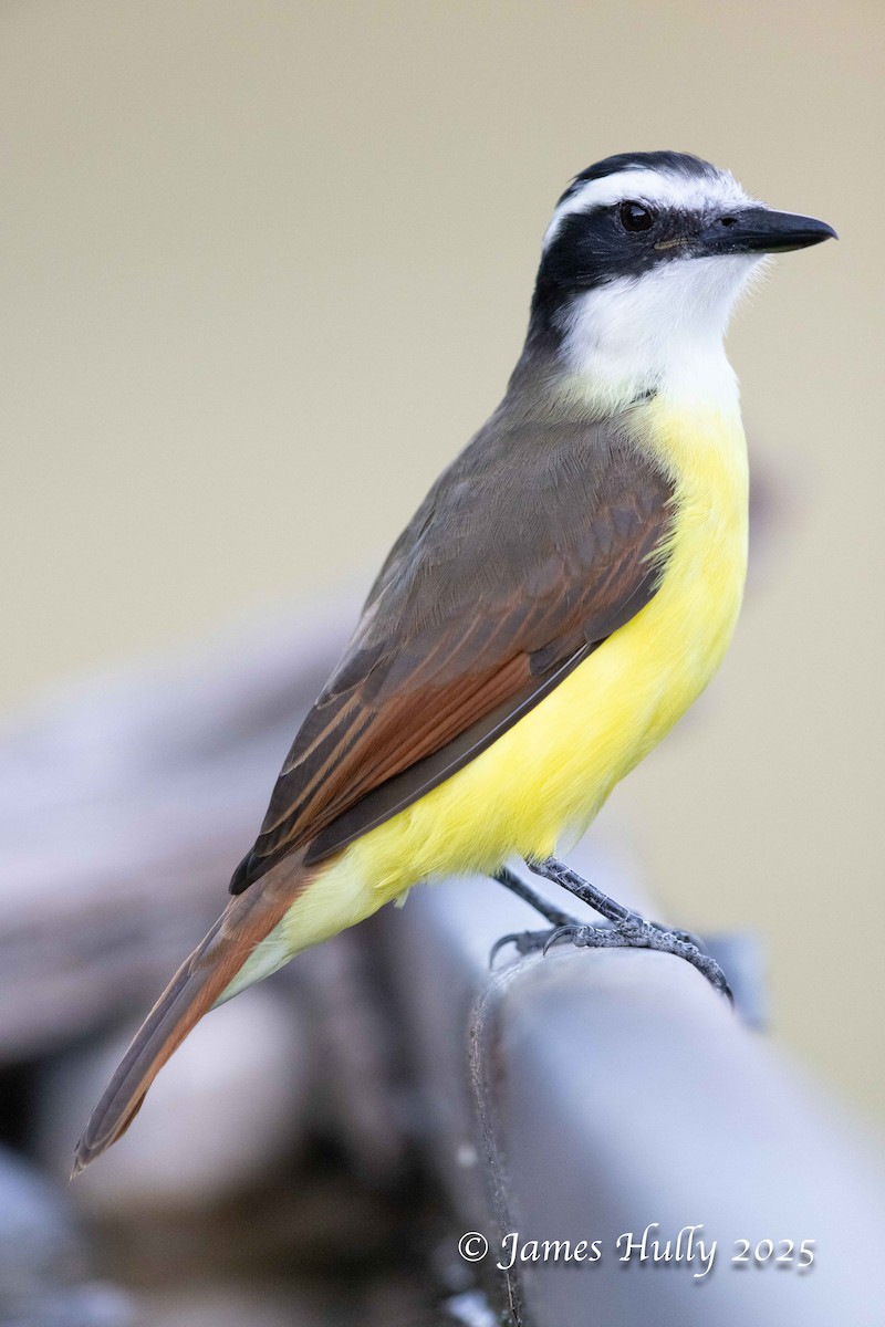 Большой бентеви, кискади - ML648512781