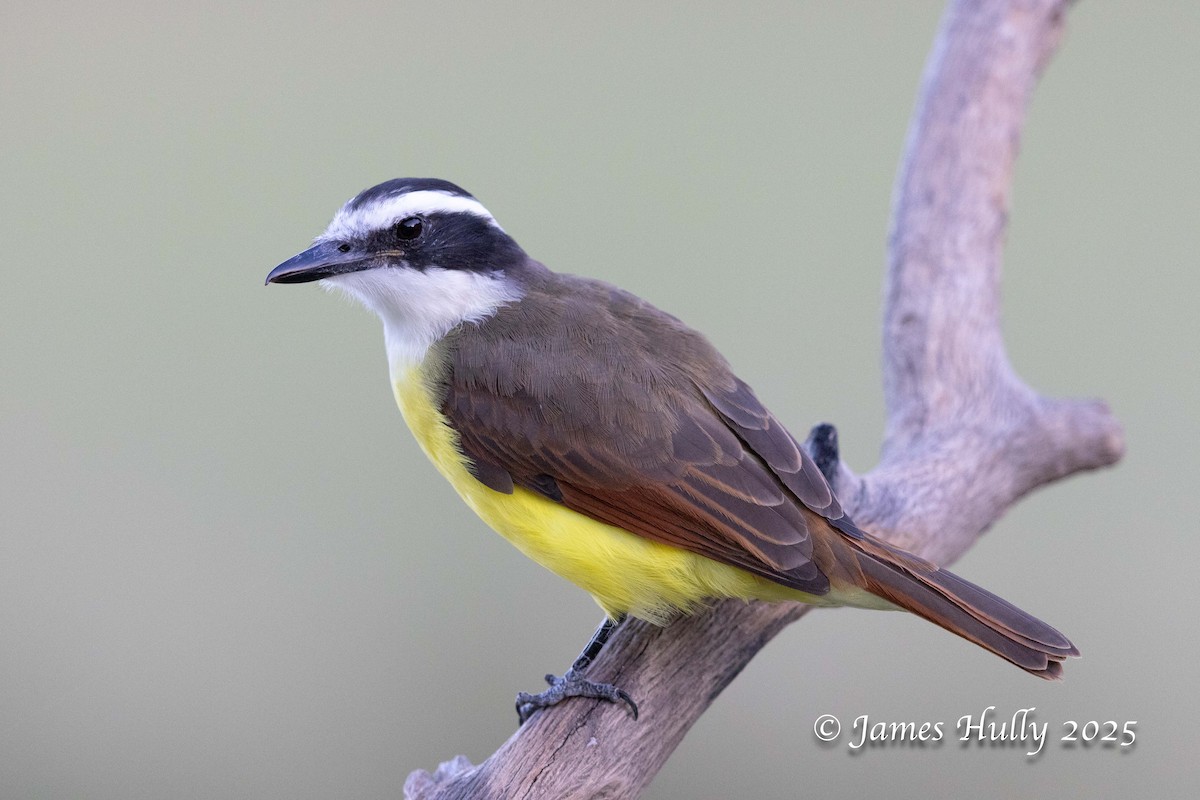 Большой бентеви, кискади - ML648512786