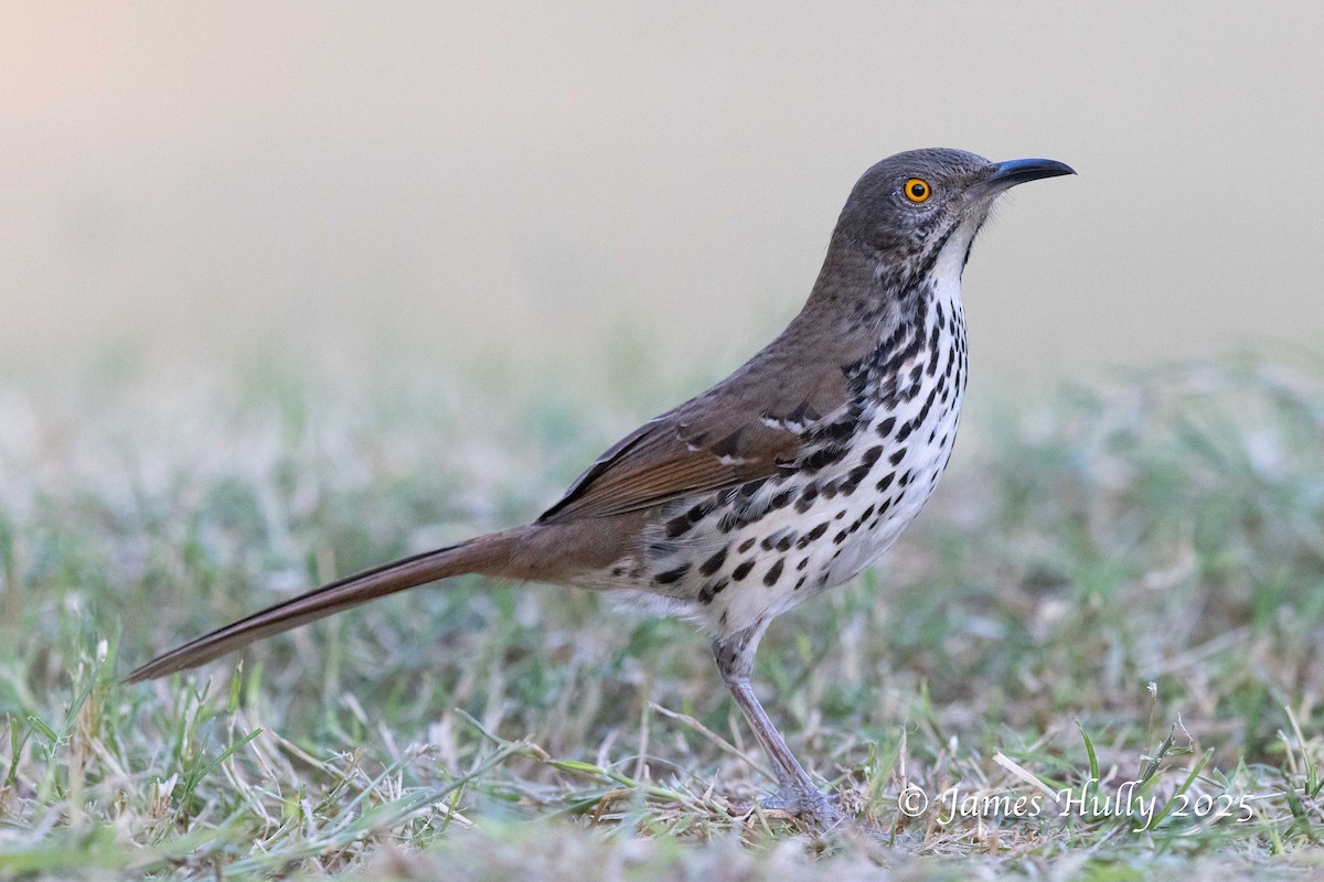 Длинноклювый пересмешник - ML648512807