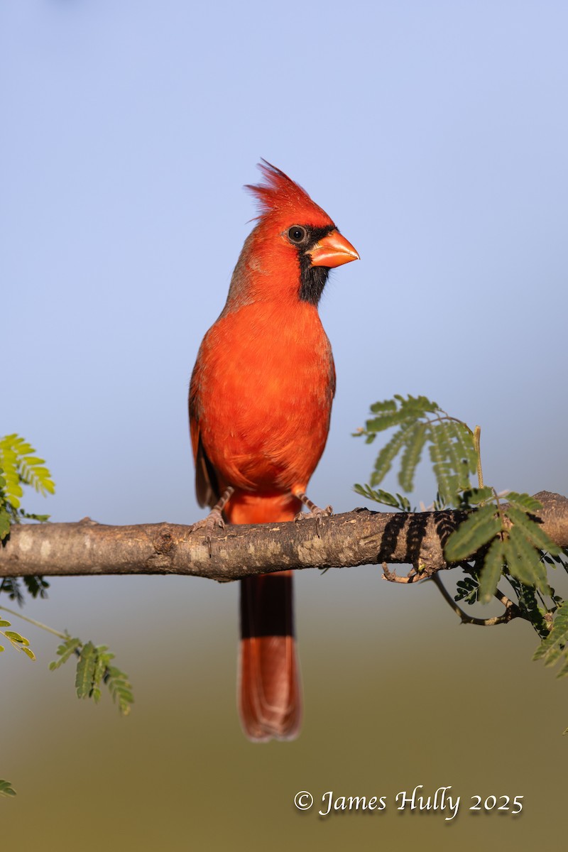 Красный кардинал - ML648512821