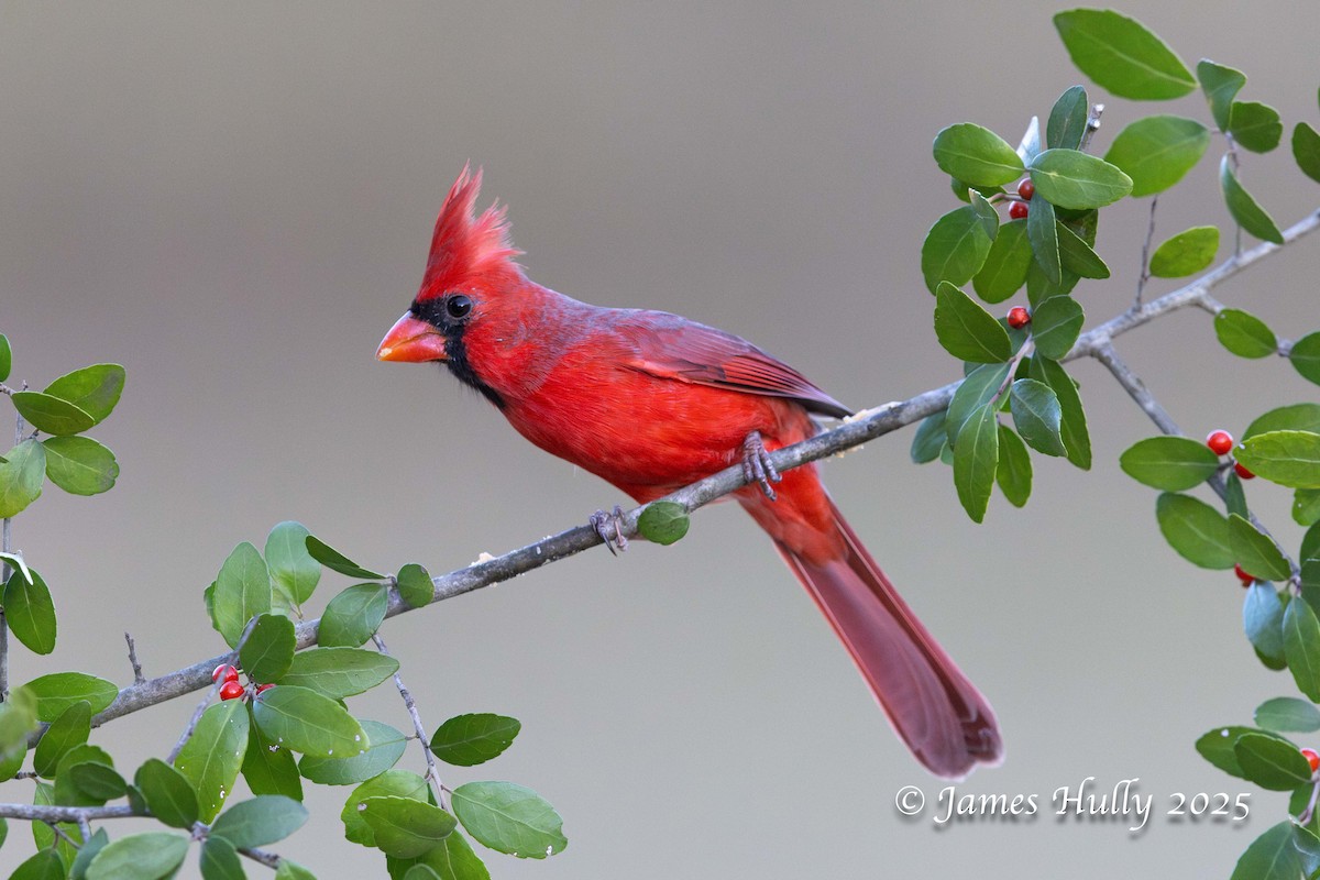 Красный кардинал - ML648512823