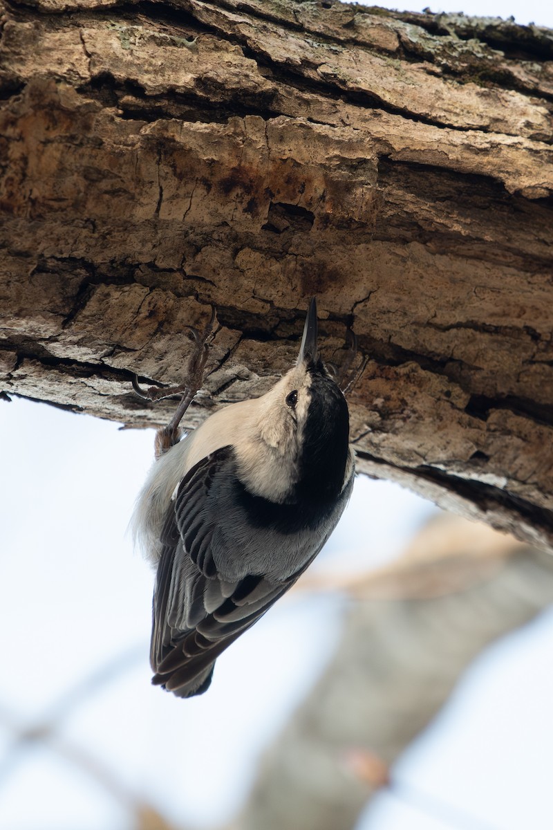White-breasted Nuthatch - ML648513213