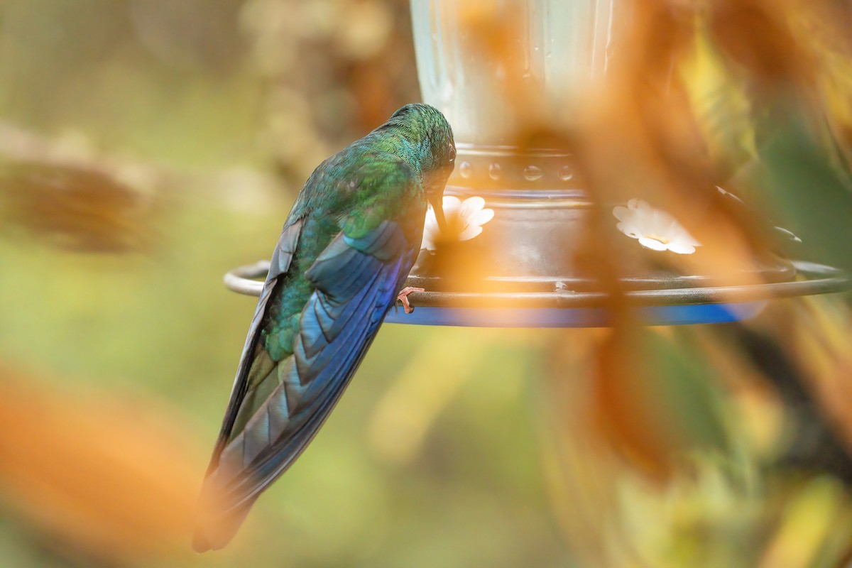 Great Sapphirewing - ML648514089