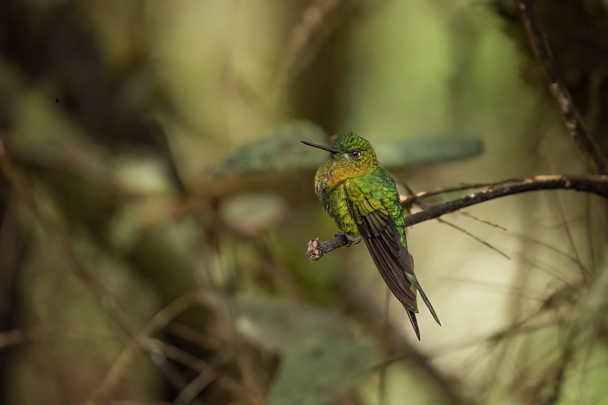 Golden-breasted Puffleg - ML648514094