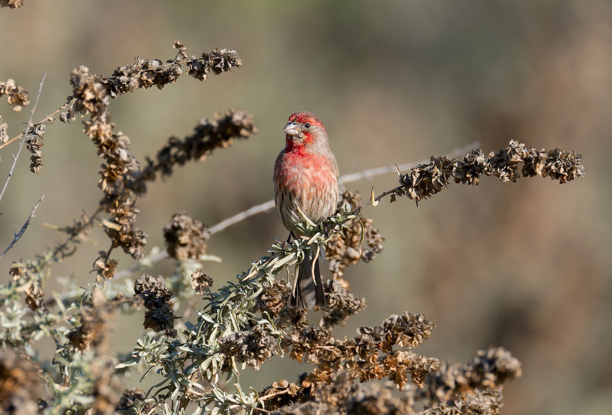 House Finch - ML648514199
