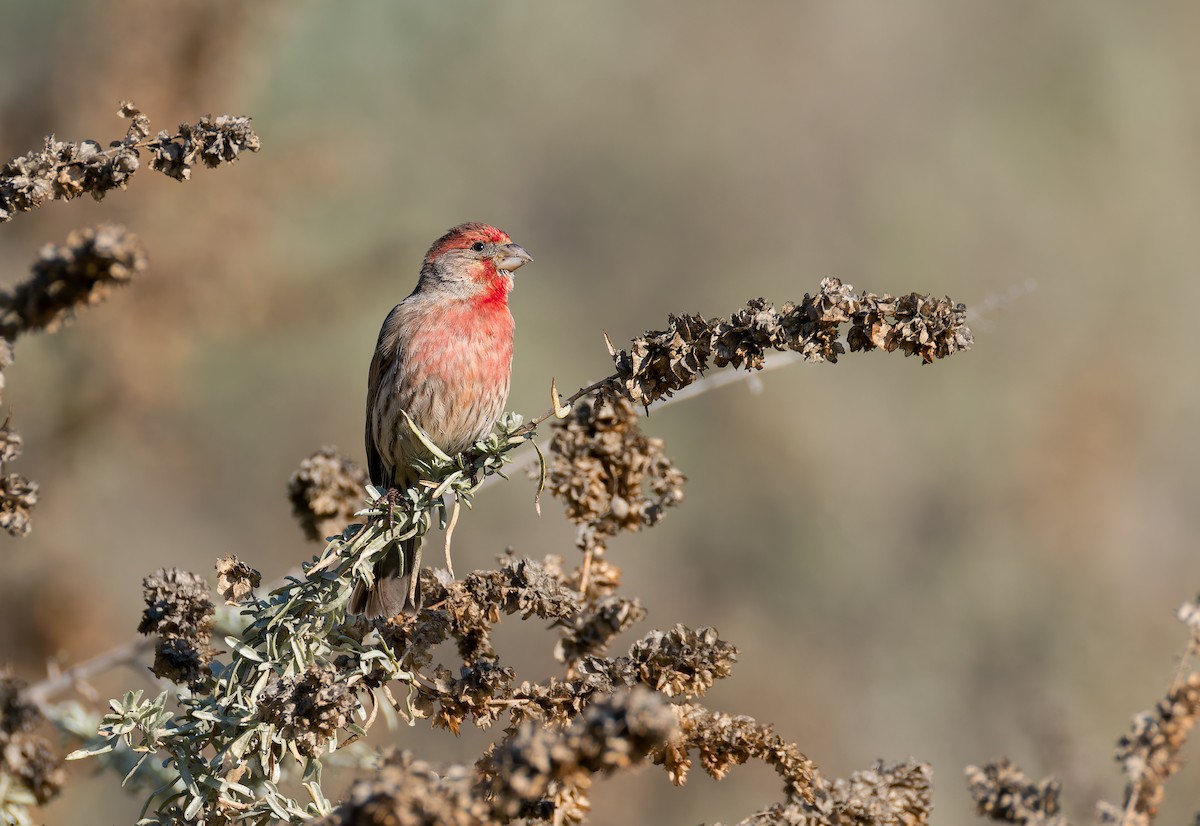 House Finch - ML648514200