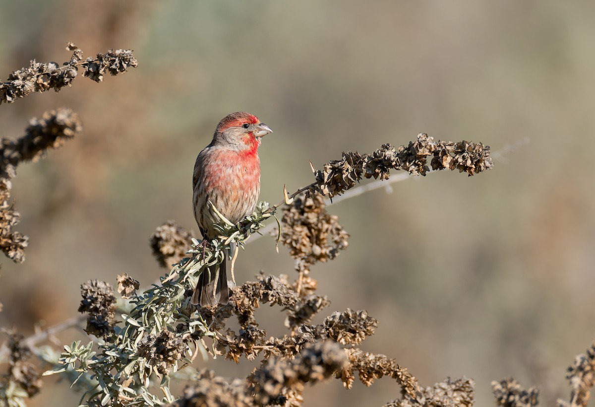 House Finch - ML648514201