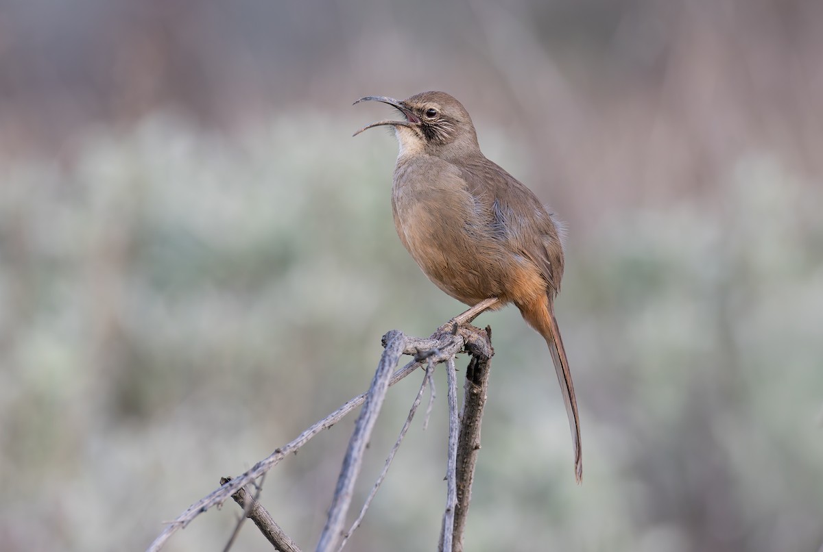California Thrasher - Gavin Aquila