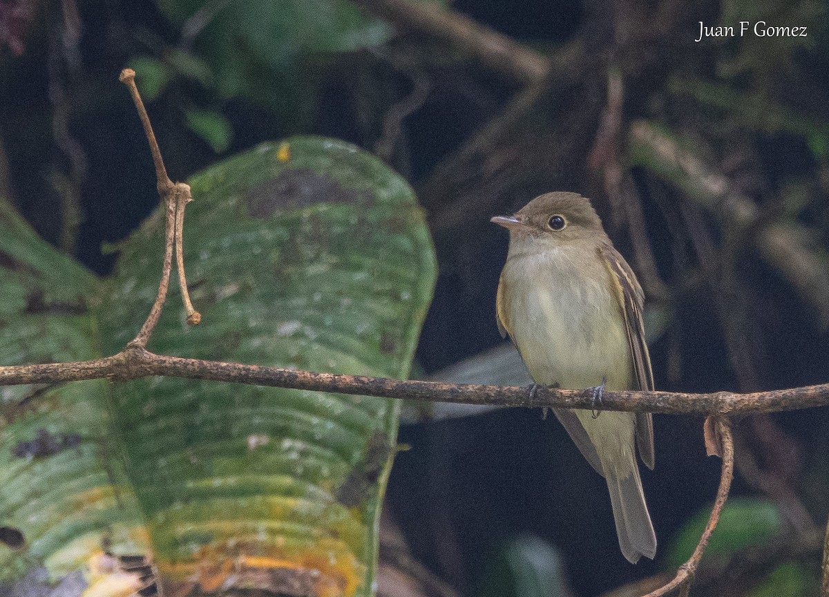 Acadian Flycatcher - ML648514348