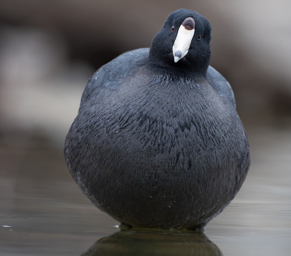 אגמית אמריקנית - ML648514577