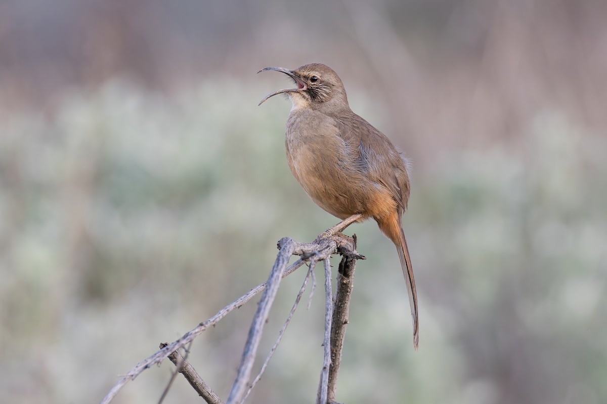 California Thrasher - ML648514685