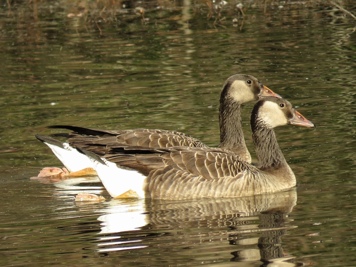 Graylag x Canada Goose (hybrid) - ML648515529