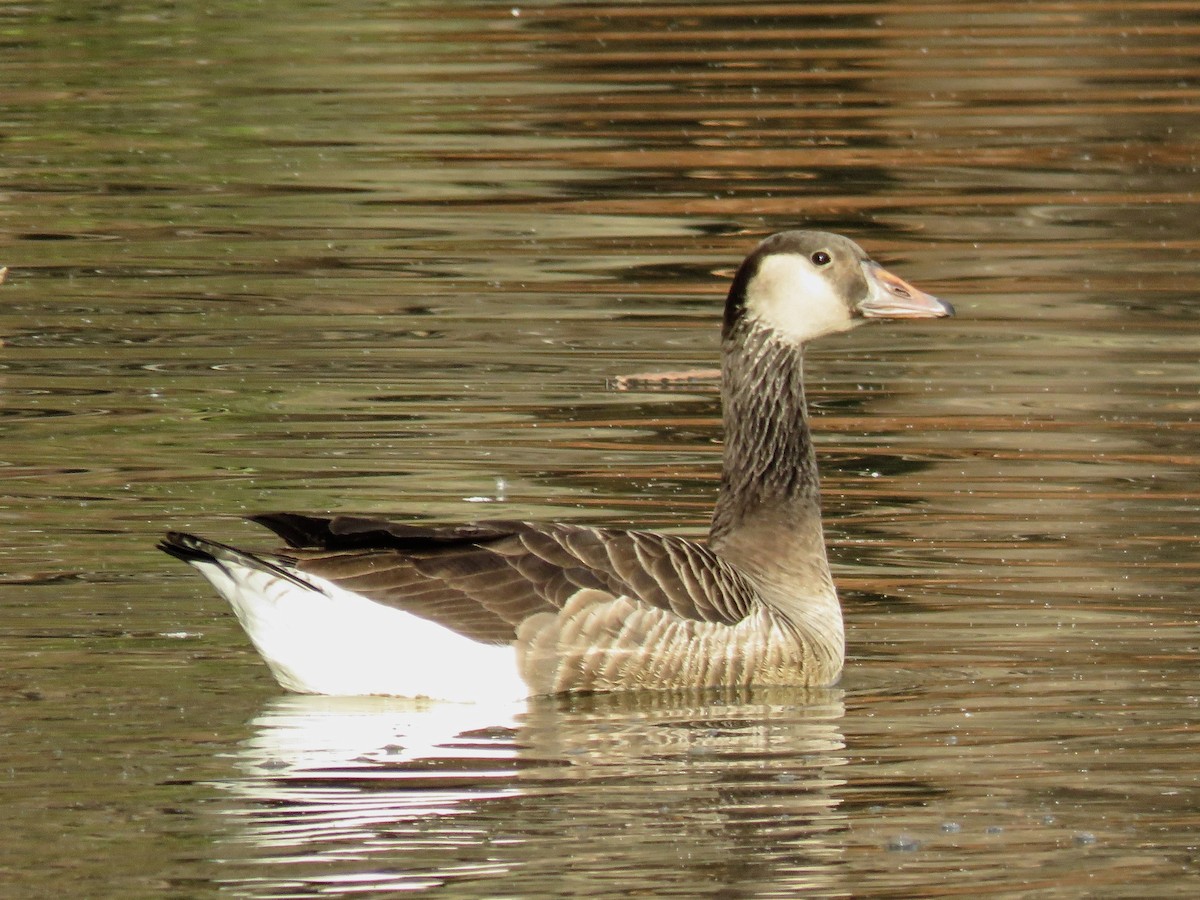 Graylag x Canada Goose (hybrid) - Lisa Mills