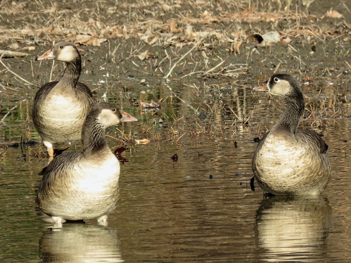 Graylag x Canada Goose (hybrid) - ML648515531