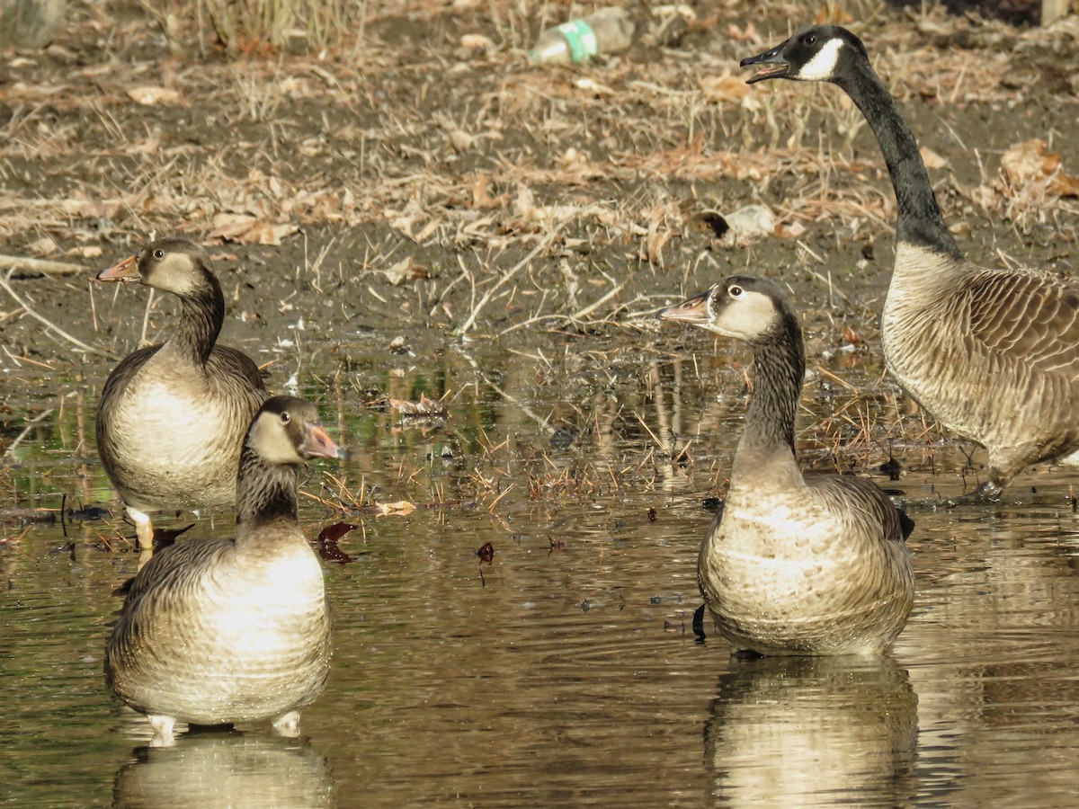 Graylag x Canada Goose (hybrid) - ML648515532