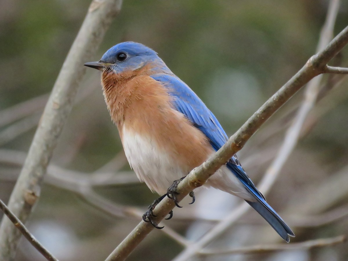 Eastern Bluebird - ML648515543