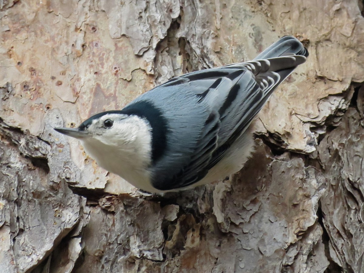 White-breasted Nuthatch - ML648515550