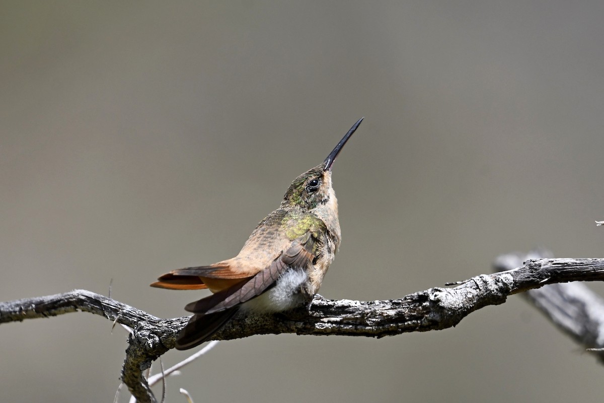 Braunbauchamazilie - ML648515687