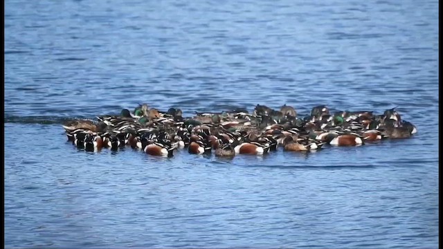 skjeand - ML648515889