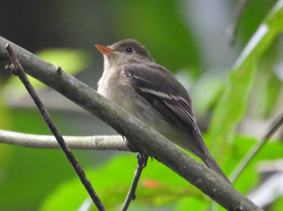 Mosquero Ventriamarillo - ML648516692