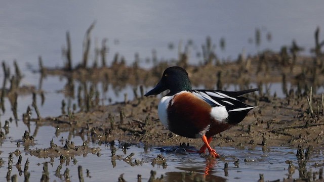 skjeand - ML648516784