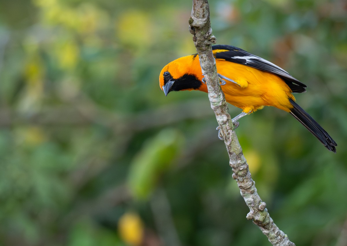 Schwarzkehltrupial - ML648517524