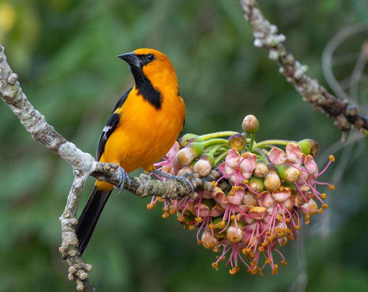 Schwarzkehltrupial - ML648517525