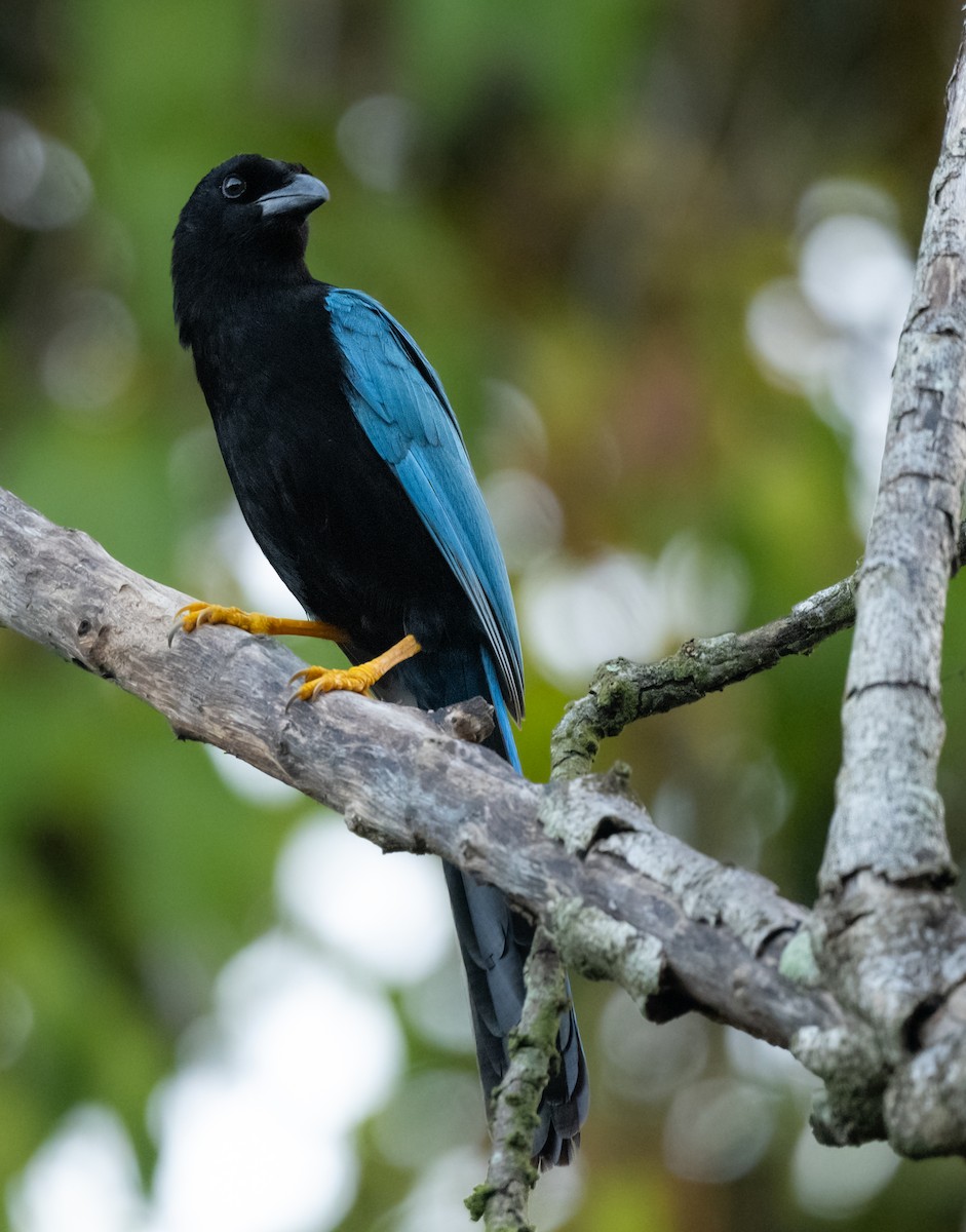 Yucatánblaurabe - ML648517532