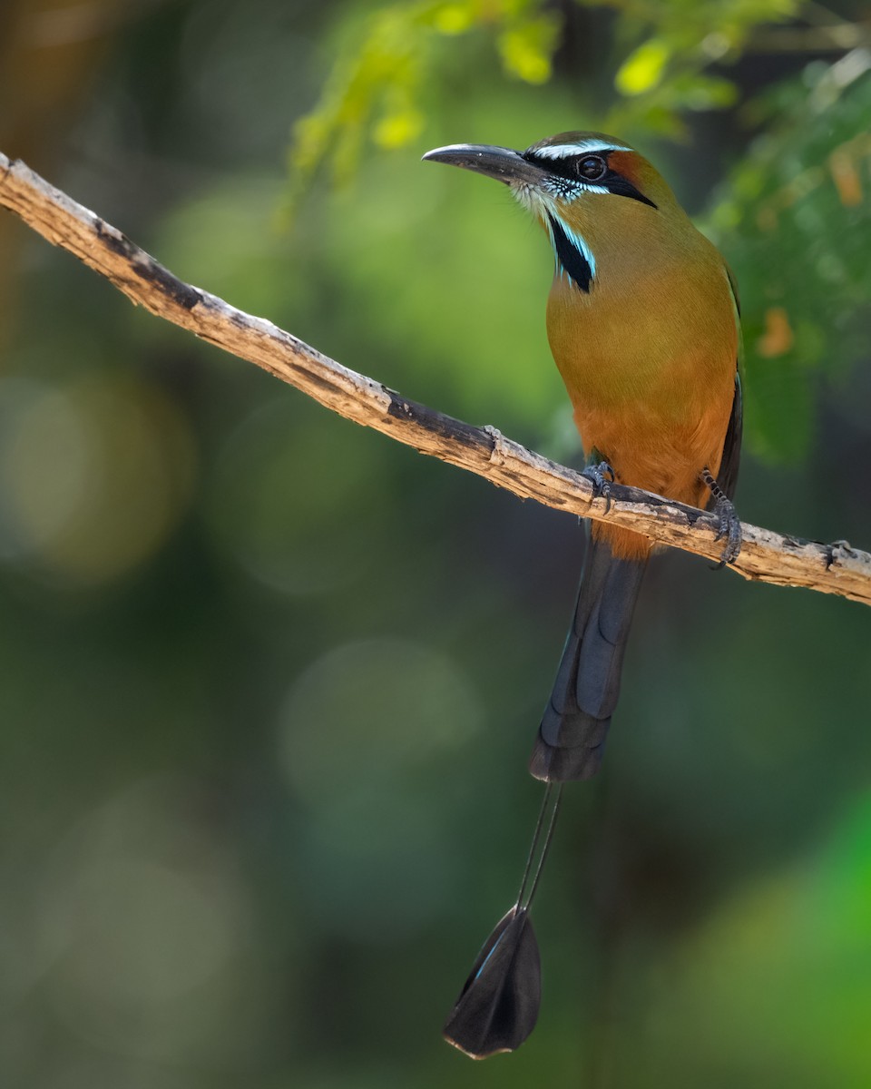 Brauenmotmot - ML648517537
