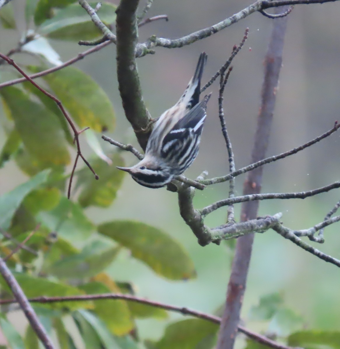 Black-and-white Warbler - ML648517558