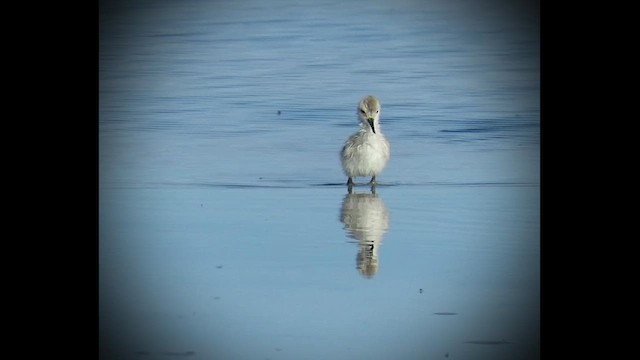 Andean Avocet - ML648519481