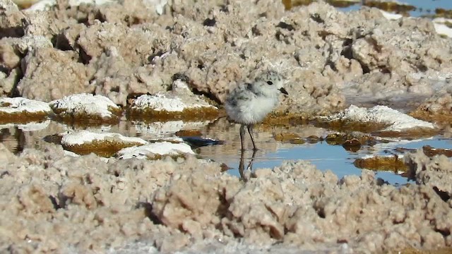 Puna Plover - ML648519490