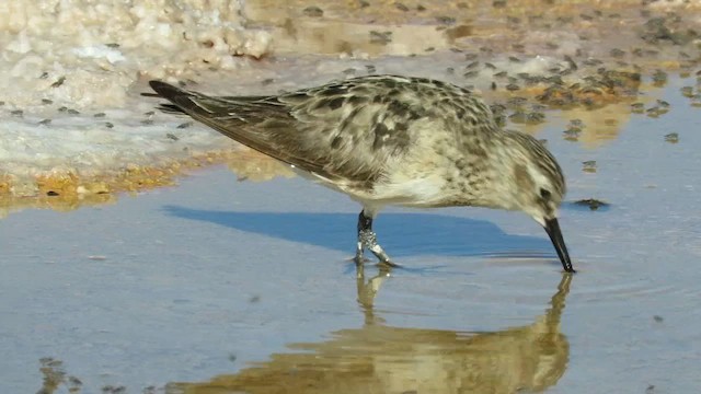 Baird's Sandpiper - ML648519499