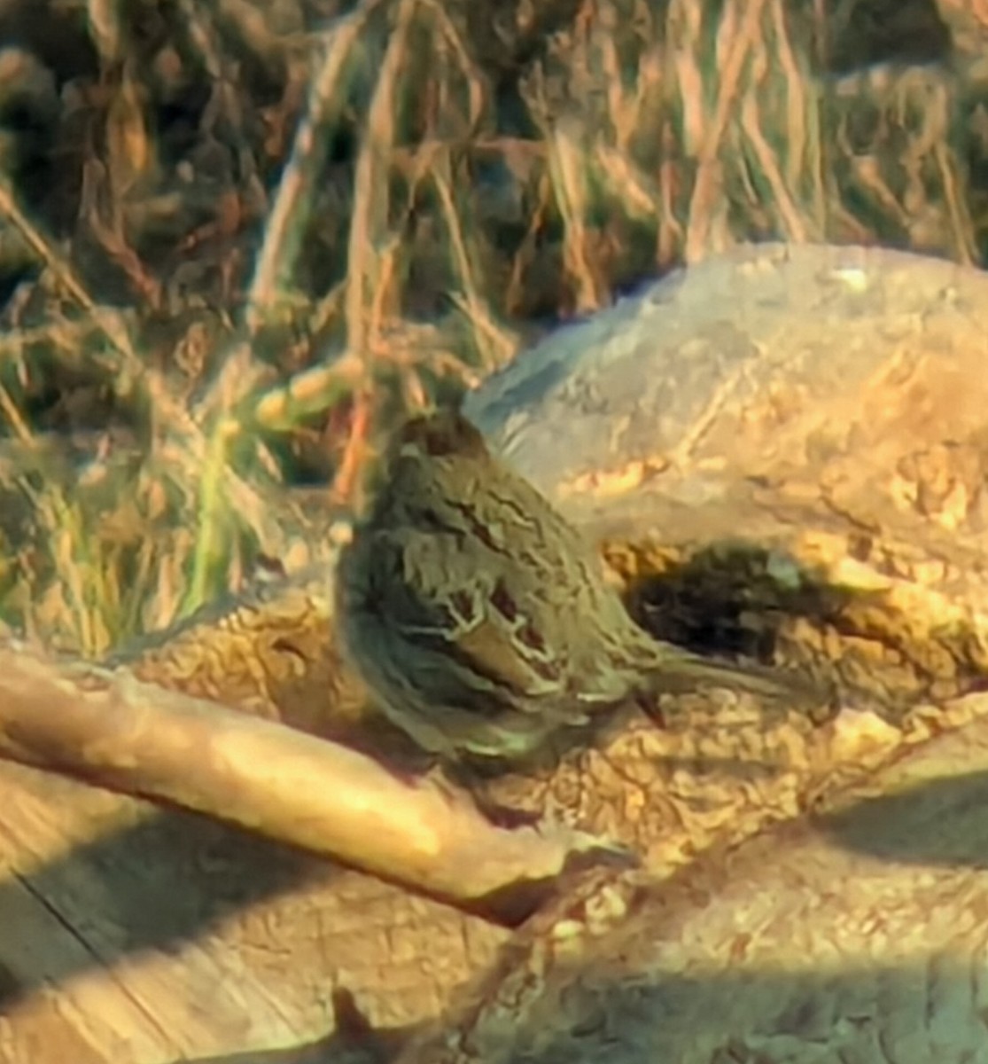 Lincoln's Sparrow - ML648520330