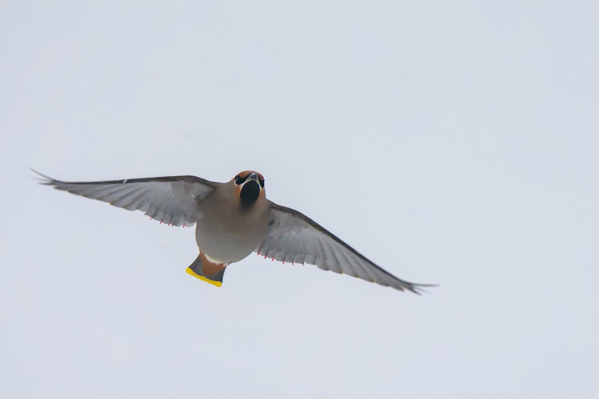 brkoslav severní - ML648520349