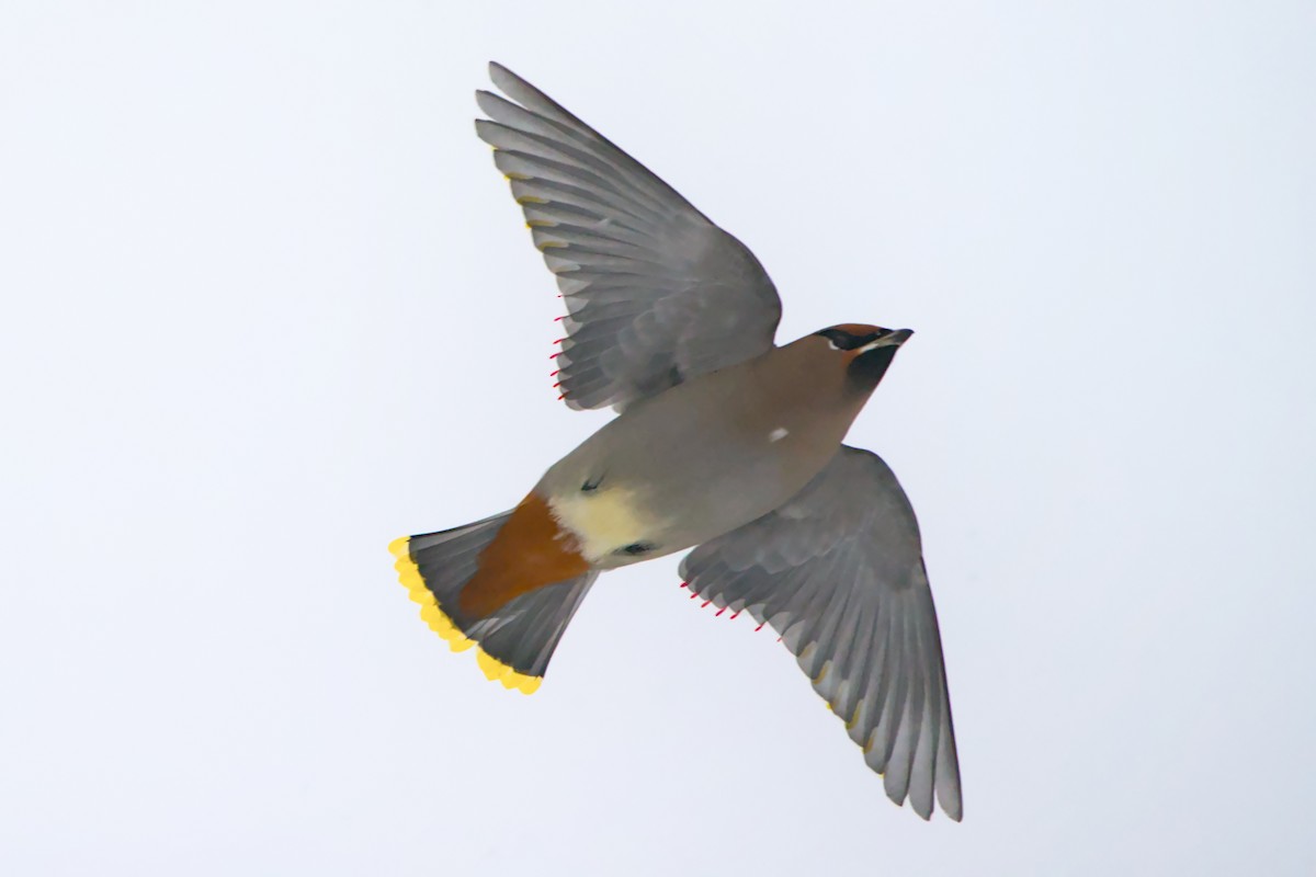 brkoslav severní - ML648520350