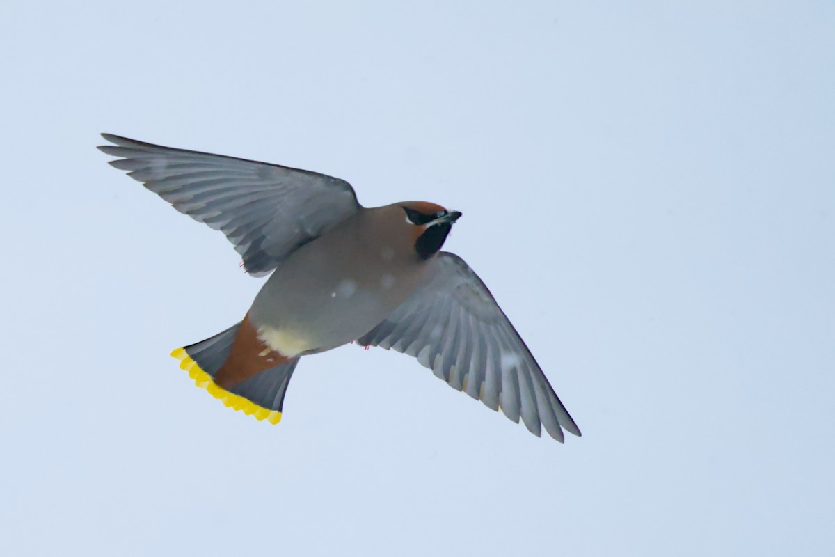 brkoslav severní - ML648520351